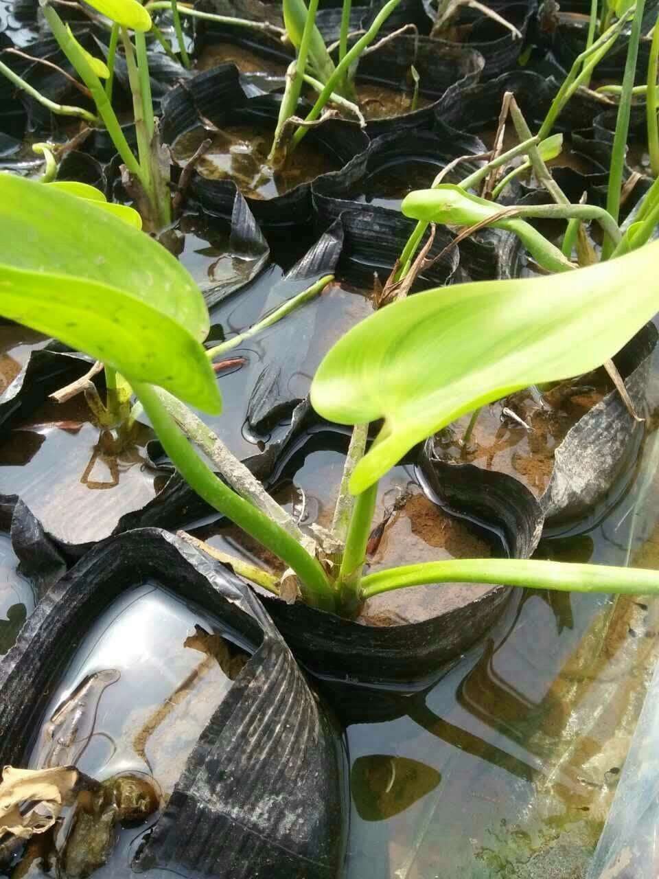 盆栽水生植物