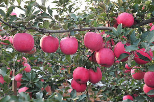 如何增强苹果树光合作用？