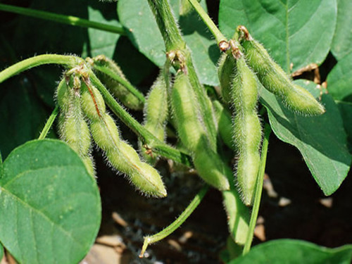 夏大豆播种前种子该如何处理？
