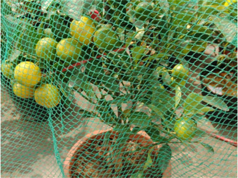 蔬菜防雹网