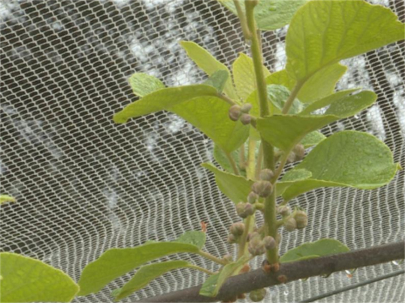 蔬菜防雹网