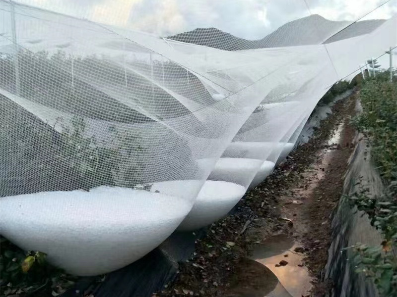 蔬菜防雹网